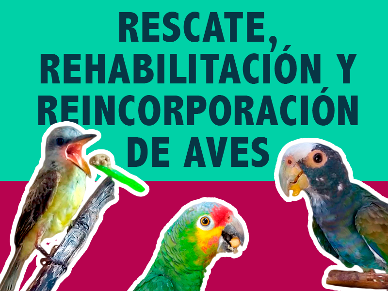 rehabilitacion de aves